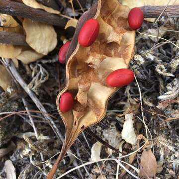 Imagem de Erythrina flabelliformis Kearney