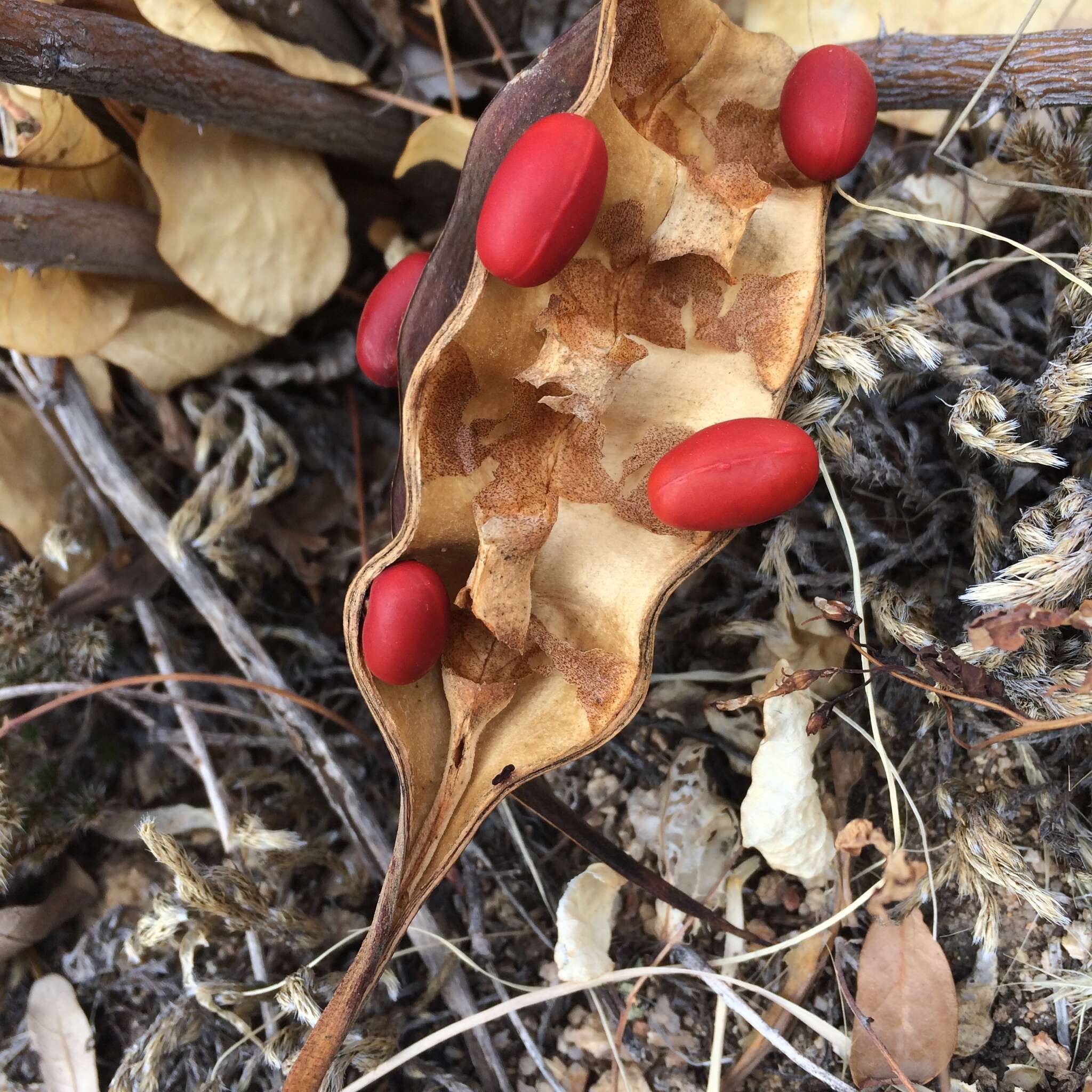 Слика од Erythrina flabelliformis Kearney