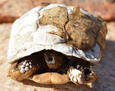 Image of Speckled tortoise