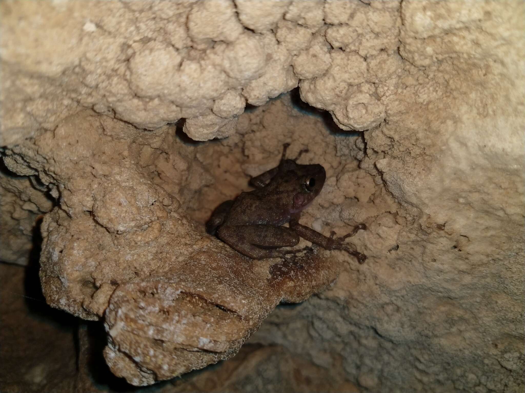 Image of Yucatan Rainfrog