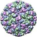 Image of Norwalk virus