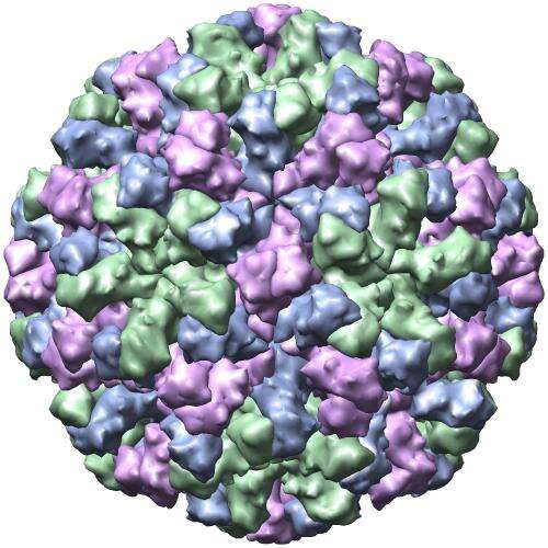Image of Norwalk virus