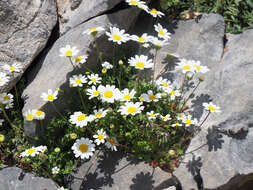 Image of Anthemis chia L.