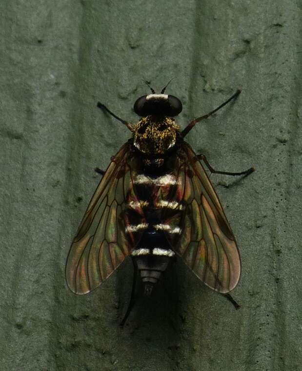 Image of Chrysopilus fasciatus (Say 1823)