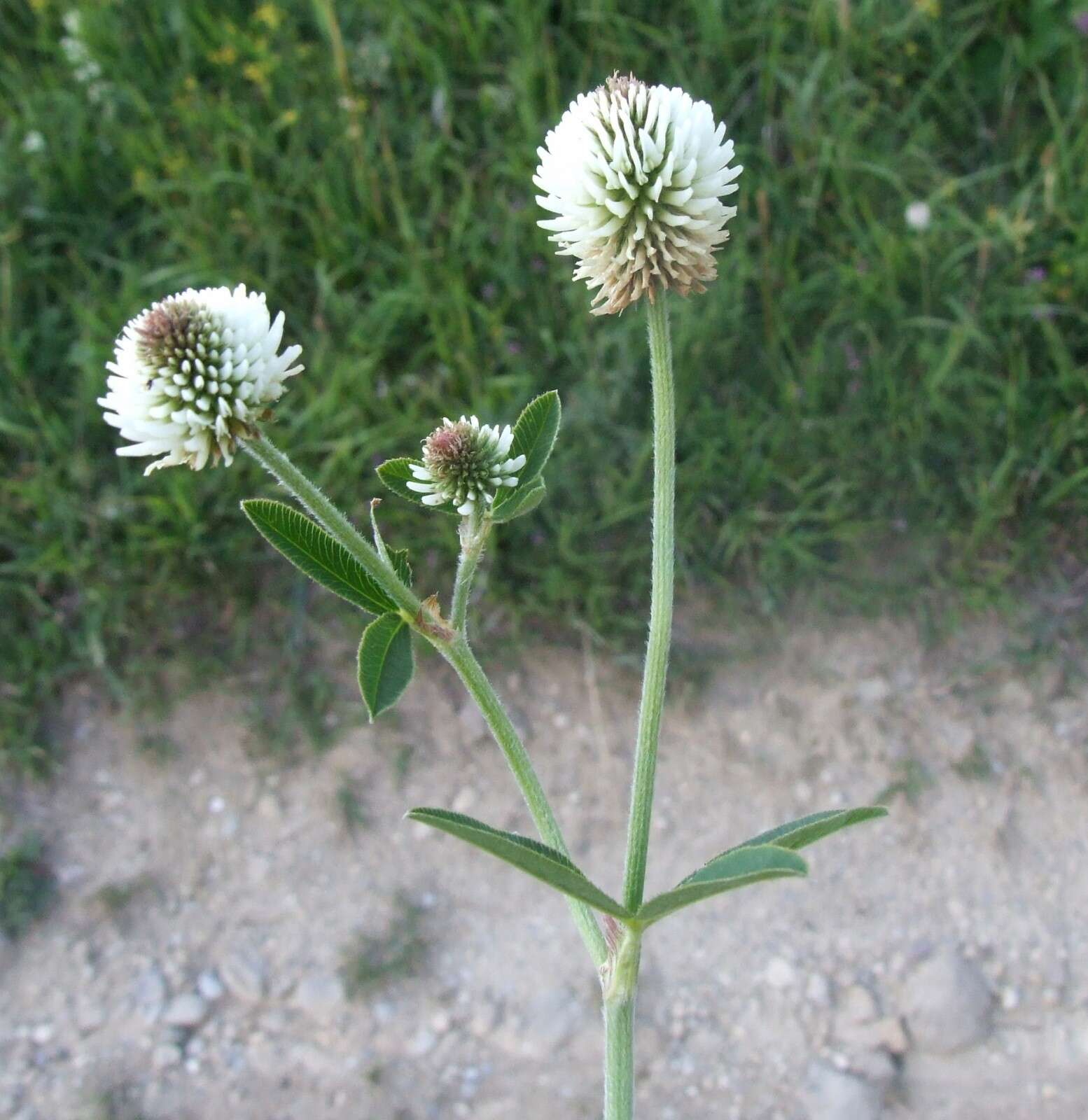 Trifolium montanum L.的圖片