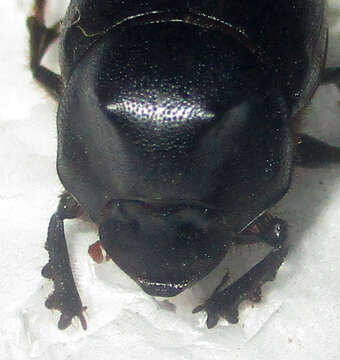 Image of Onthophagus bayeri Balthasar 1942