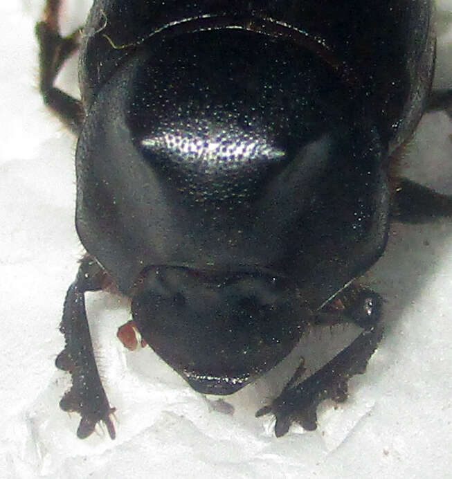 Слика од Onthophagus bayeri Balthasar 1942