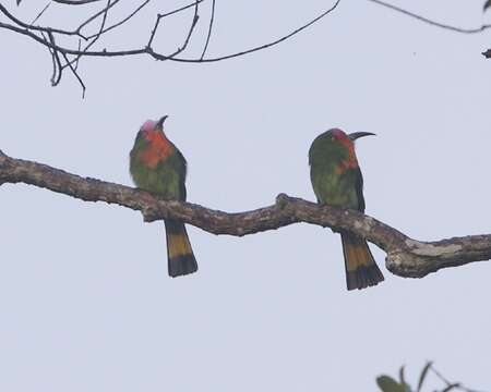 Image of Red-bearded Bee-eater