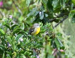 Spindalis nigricephala (Jameson 1835)的圖片