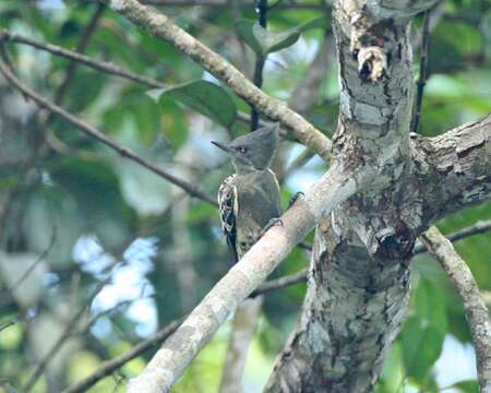 Image of Grey-and-buff Woodpecker