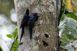 صورة Poeoptera lugubris Bonaparte 1854