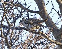 Image of Pallid Cuckoo