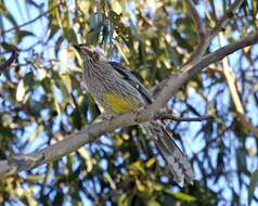 Image of Red Wattlebird