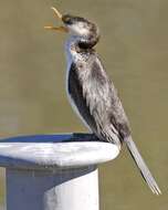 Image of Little Pied Cormorant