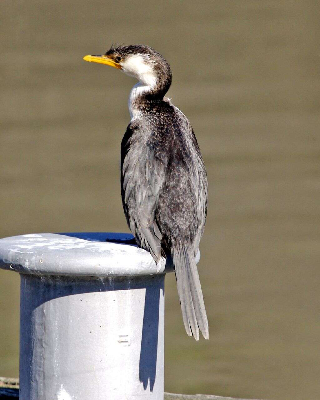 Image of Little Pied Cormorant