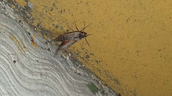 Image of Oleander sphinx moth