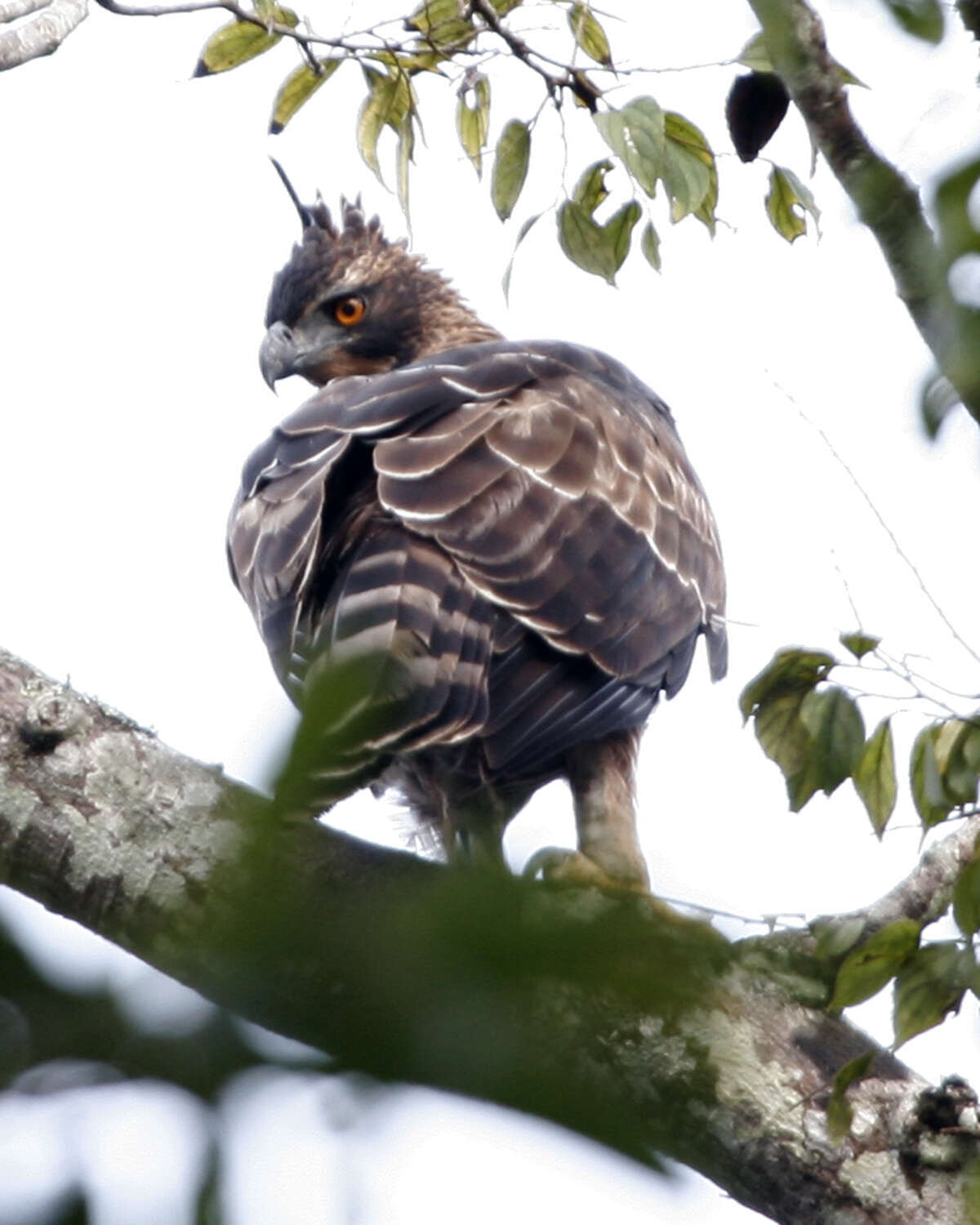 Nisaetus cirrhatus (Gmelin & JF 1788) resmi