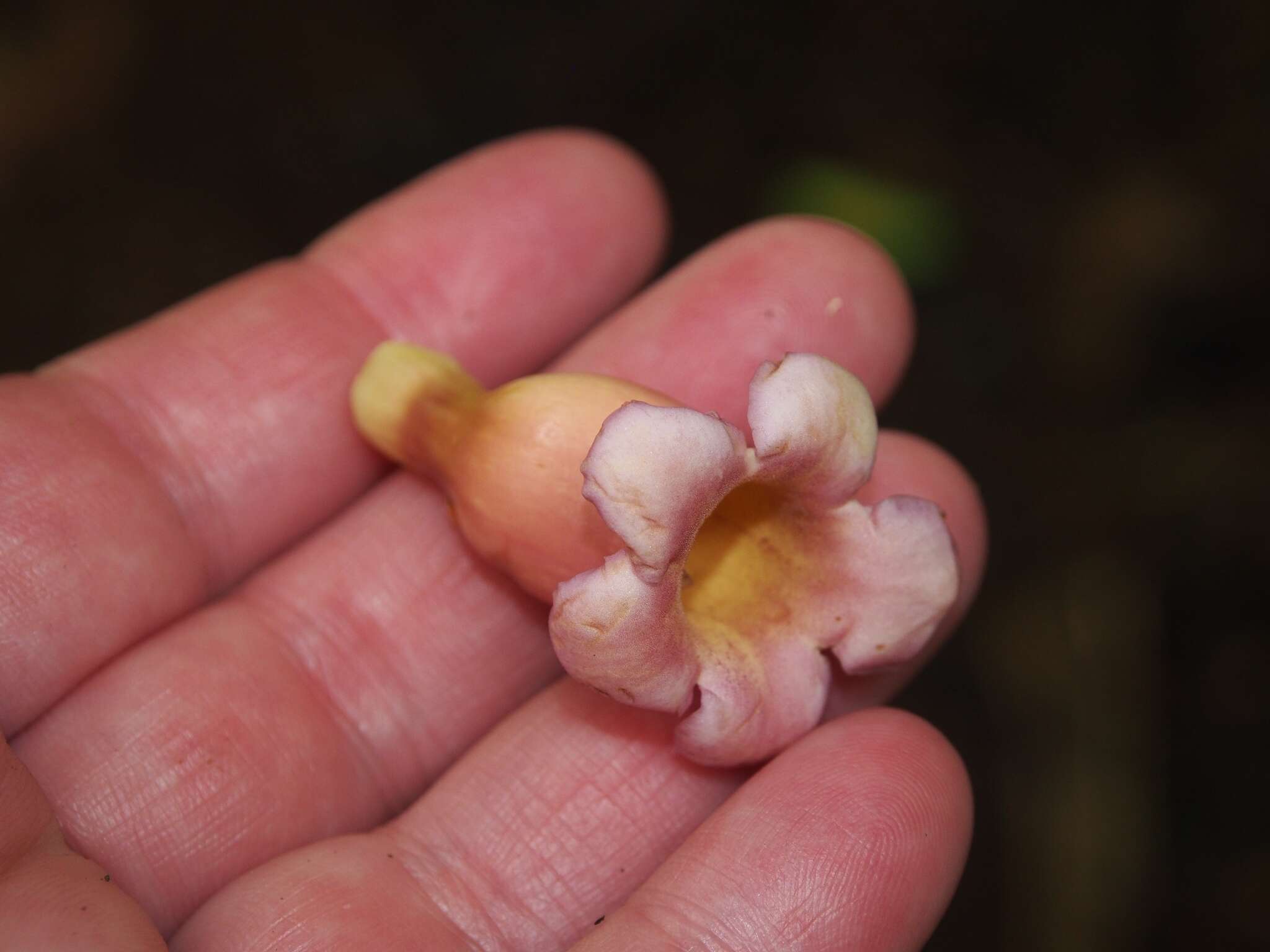 Imagem de Schlegelia nicaraguensis Standl.