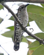 Image of Little Bronze Cuckoo