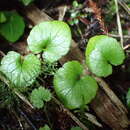 Image of Viola filicaulis Hook. fil.