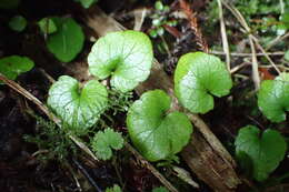 Image of Viola filicaulis Hook. fil.