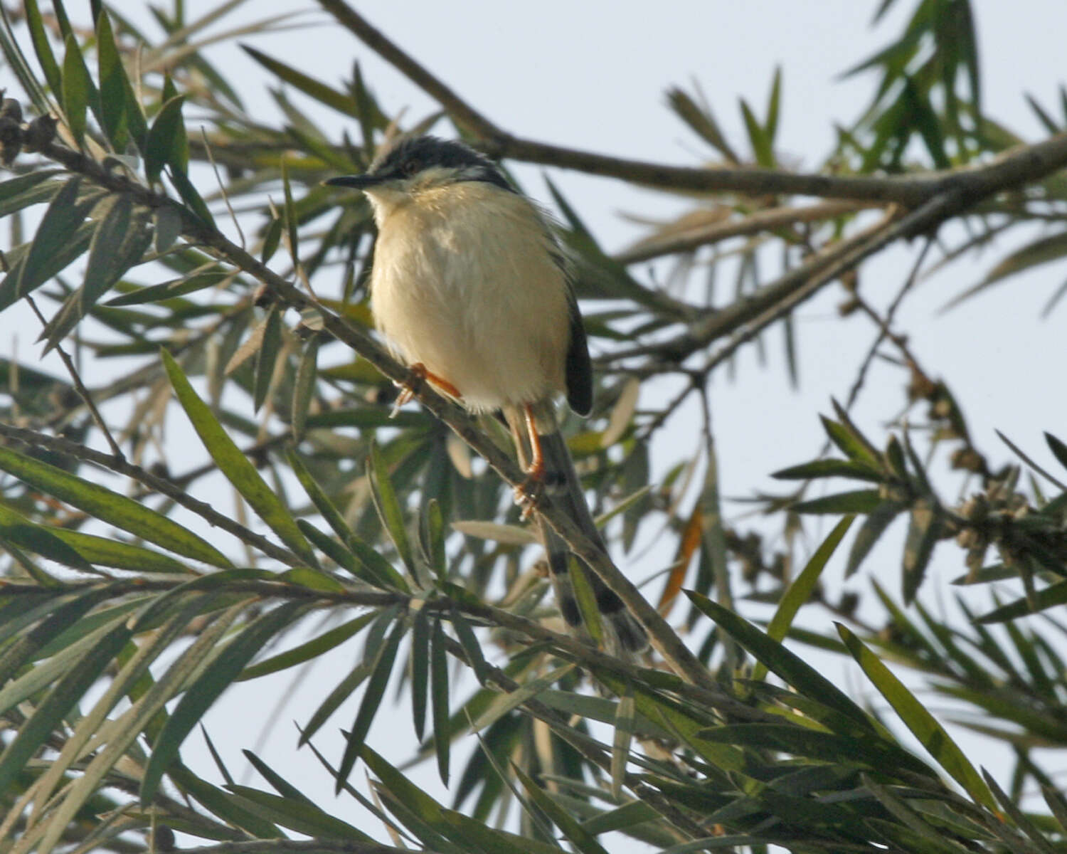 Image of Ashy Prinia