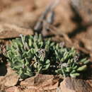 Image of Hereroa calycina L. Bol.