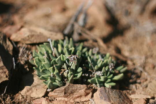 Image of Hereroa calycina L. Bol.