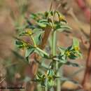 Imagem de Euphorbia falcata subsp. falcata