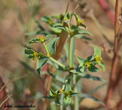 Image of Euphorbia falcata subsp. falcata