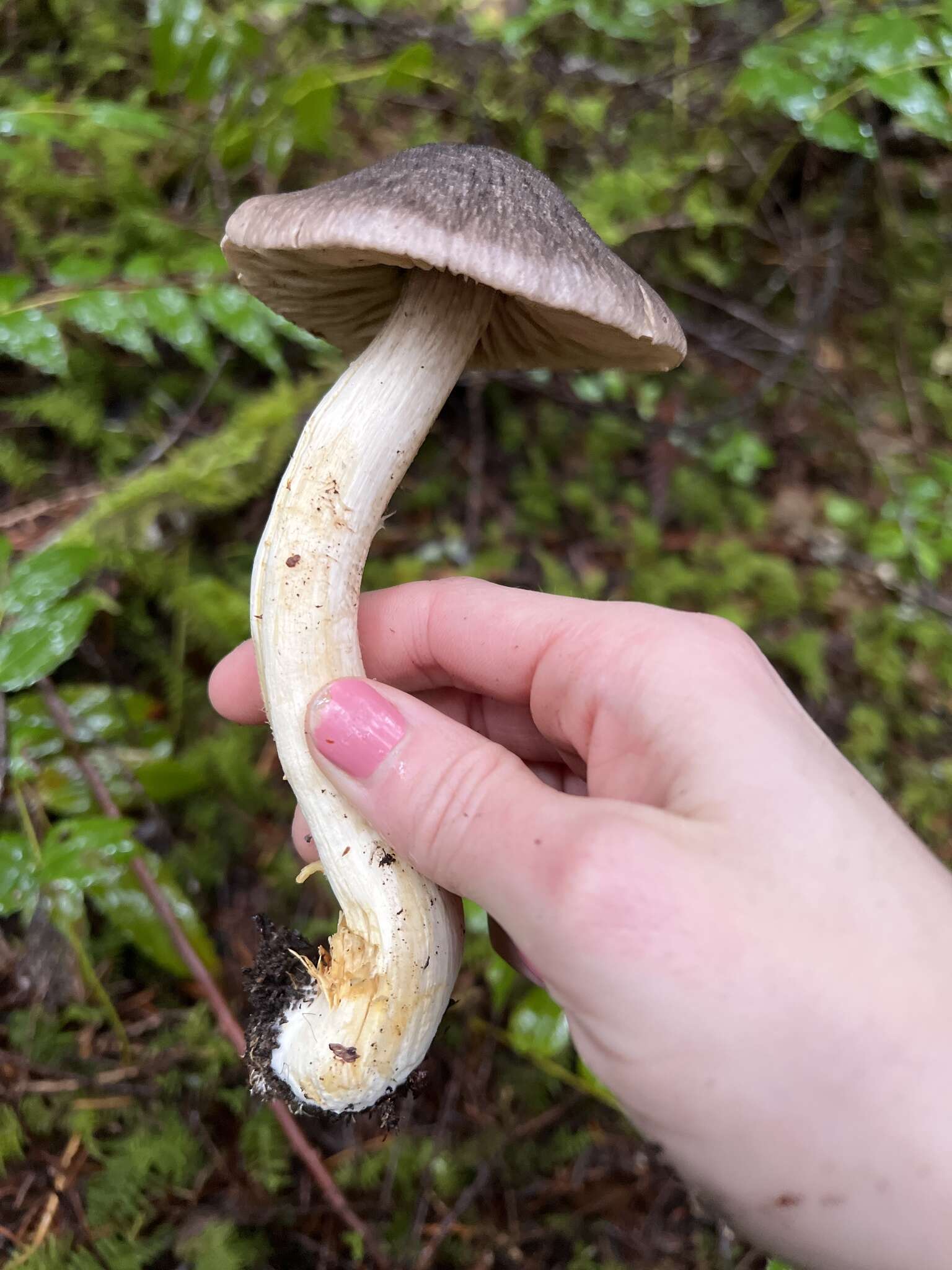 Image of Tricholoma atroviolaceum A. H. Sm. 1944