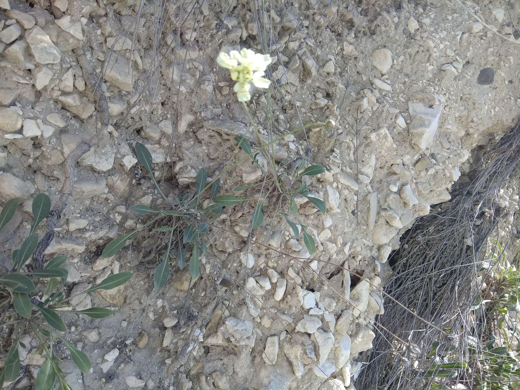 Image of Cephalaria velutina Bobrov