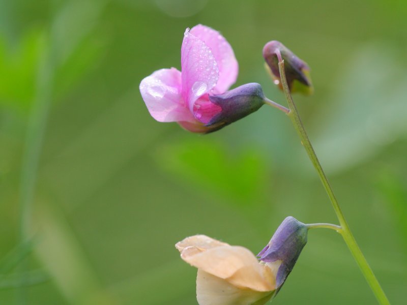 Lathyrus linifolius (rights holder: Kristian Peters -- Fabelfroh 06:37, 2 July 2007 (UTC))