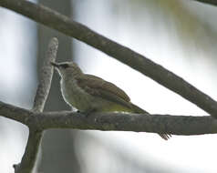 Image of Yellow-vented Bulbul