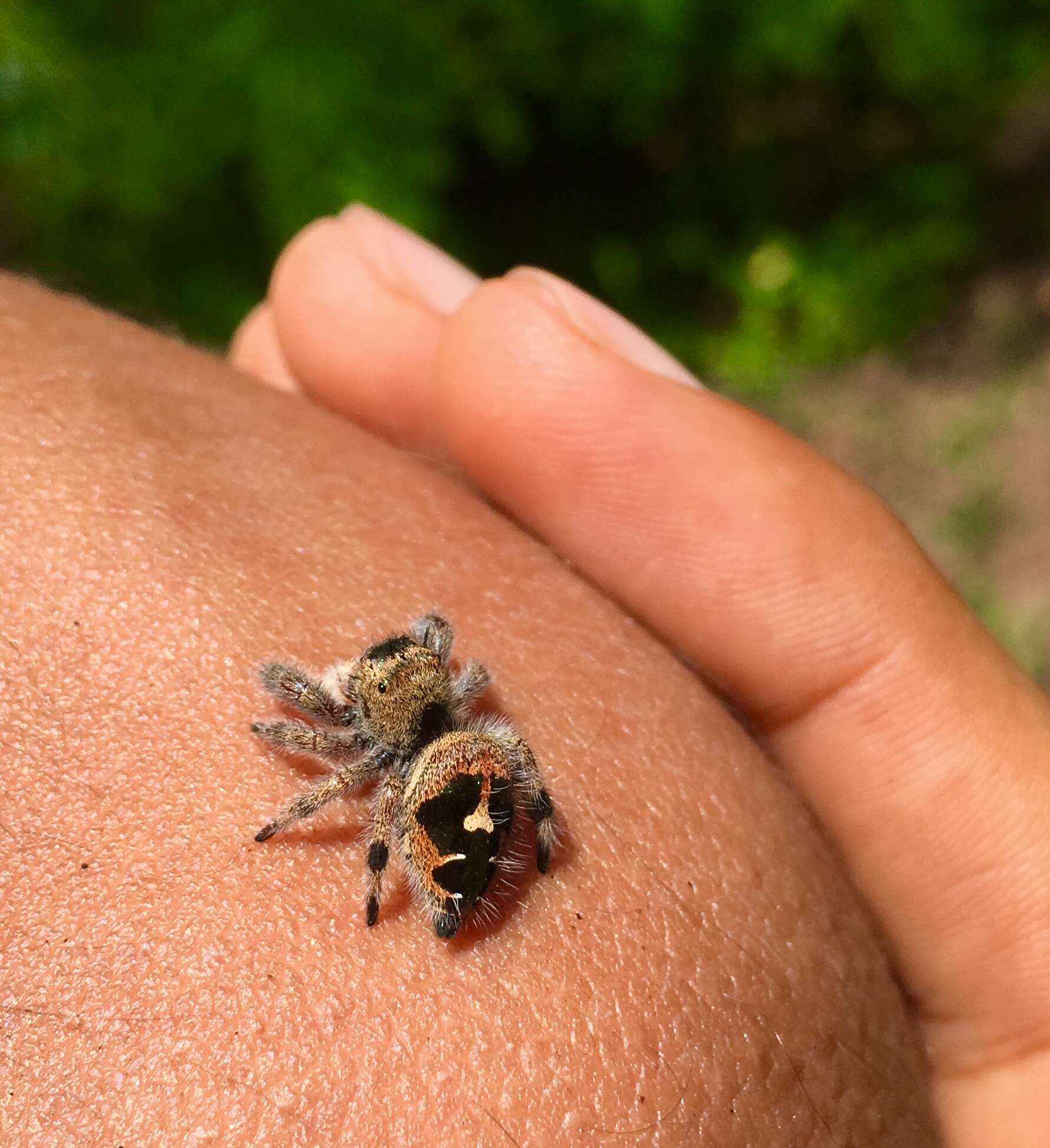 Sivun Phidippus maddisoni Edwards 2004 kuva