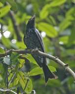 Image of Crow-biled Drongo