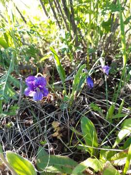 Image de Viola mandshurica W. Becker