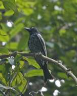 Image of Crow-biled Drongo