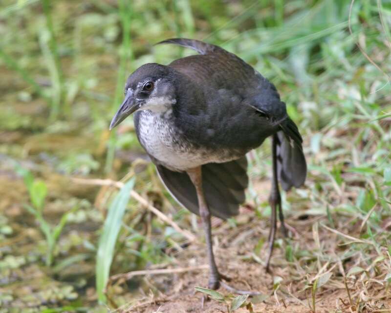 Image of White-breasted Waterhen