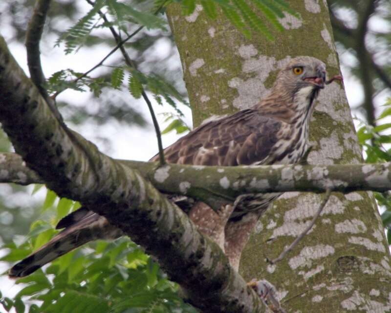 Nisaetus cirrhatus (Gmelin & JF 1788) resmi