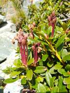 صورة Rhododendron myrtifolium Schott & Kotschy