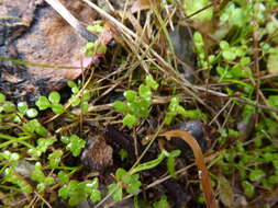 Image of Hydrocotyle callicarpa Bunge