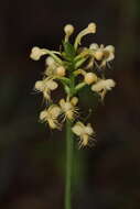 Platanthera pallida P. M. Br. resmi