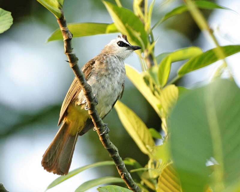 Image of Yellow-vented Bulbul