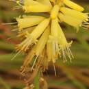 Image de Kniphofia breviflora Harv. ex Baker