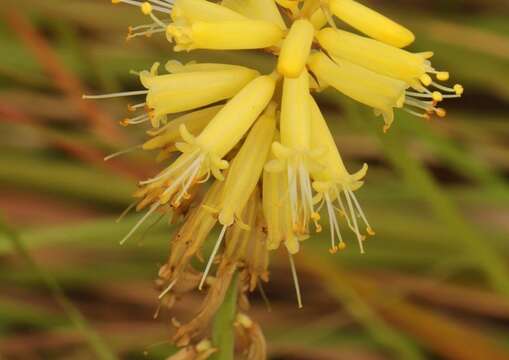 Image de Kniphofia breviflora Harv. ex Baker