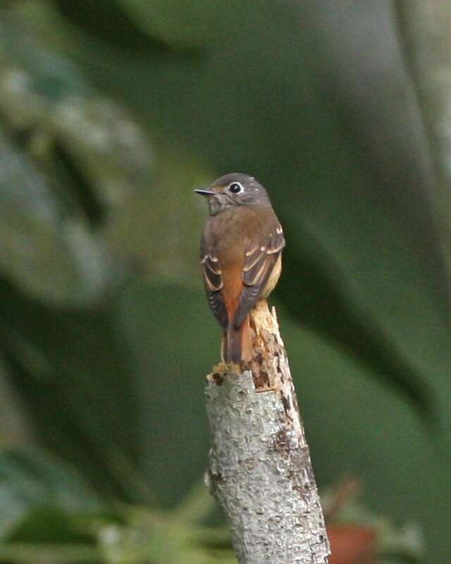 Plancia ëd Muscicapa ferruginea (Hodgson 1845)