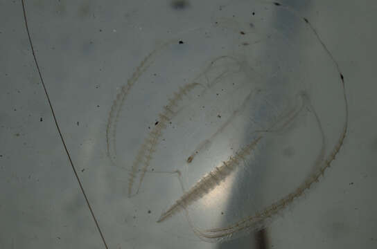 Image of short-lobed comb jelly