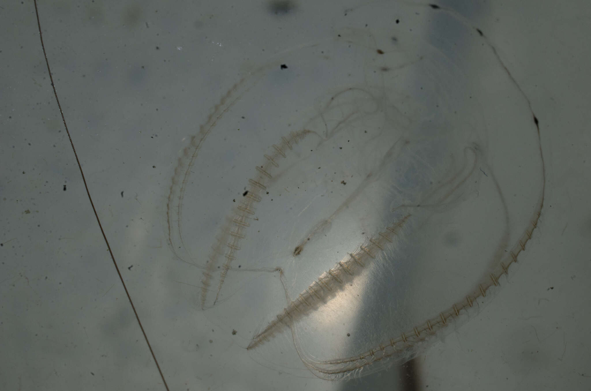 Image of short-lobed comb jelly