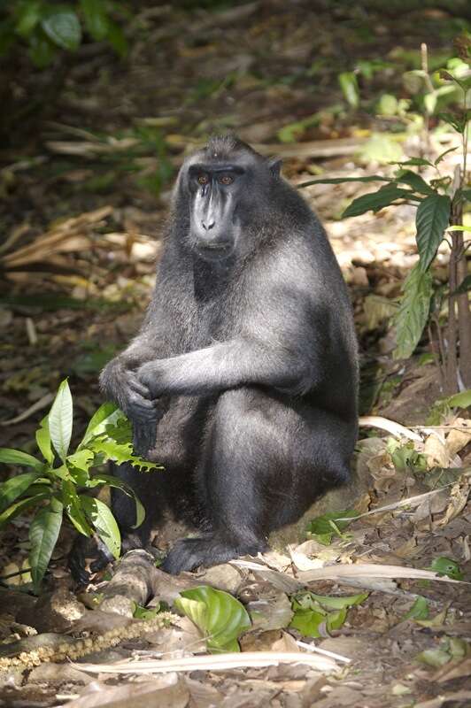 Image of Celebes crested macaque